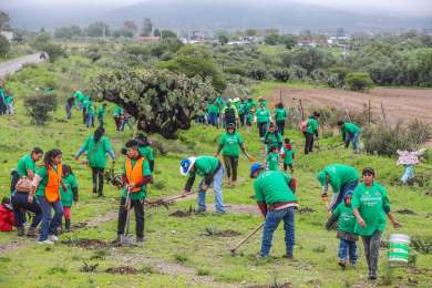 Reforestacin en marcha: Iberdrola Mxico planta 8.000 rboles en cinco estados